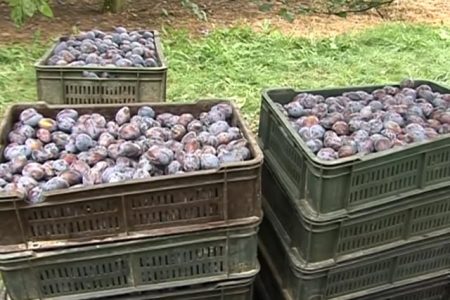 OVOGODIŠNJI ROD ŠLJIVA NIZAK, ALI JE KVALITET NA ZAVIDNOM NIVOU