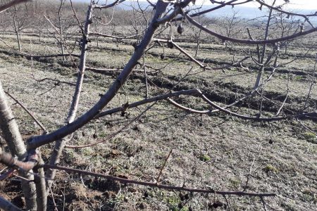 PRILIKOM REZIDBE VOĆA POTREBNO JE OBAVITI PROPISANE AGROTEHNIČKE MERE