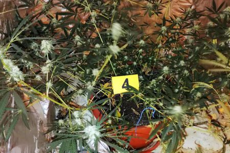 OTKRIVENA IMPROVIZOVANA LABORATORIJA MARIHUANE U LESKOVCU
