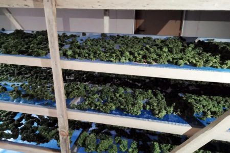 U MEDVEĐI OTKRIVENA LABORATORIJA MARIHUANE, UHAPŠENE DVE OSOBE IZ LESKOVCA