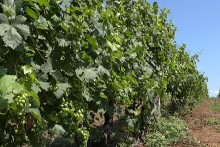 TRADICIONALNO NA DAN SVETOG TRIFUNA TREBA POČETI SA OREZIVANJEM VINOGRADA
